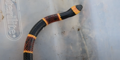 Corpus Christi snake