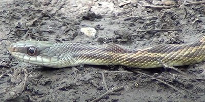 Corpus Christi snake